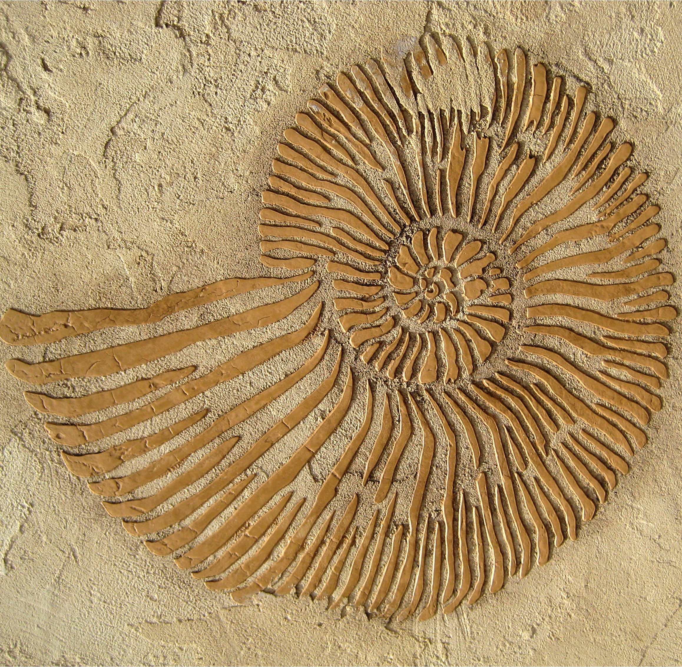 Fossil stencil shell amonite