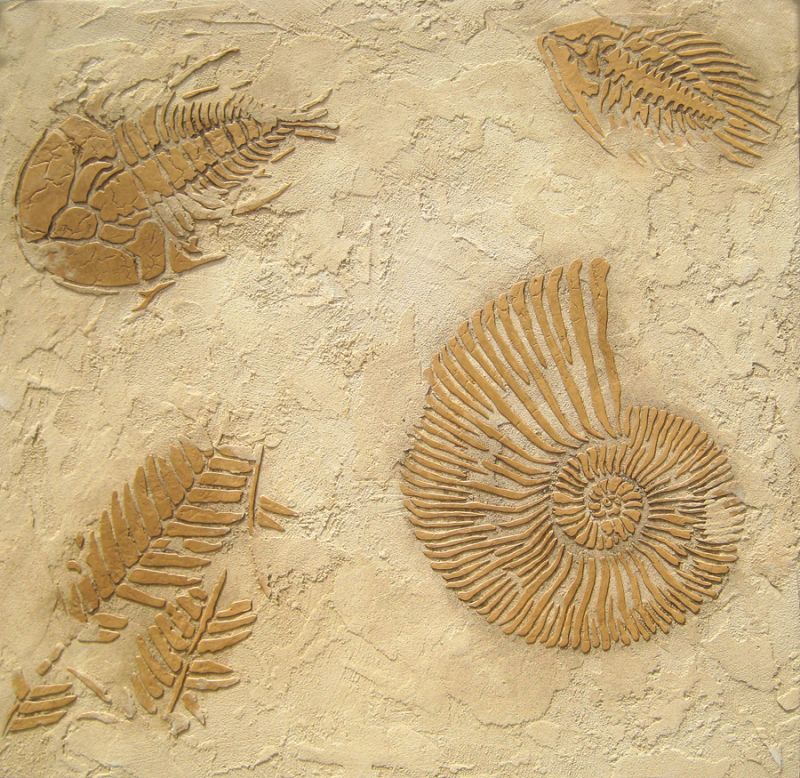 fossil stencil