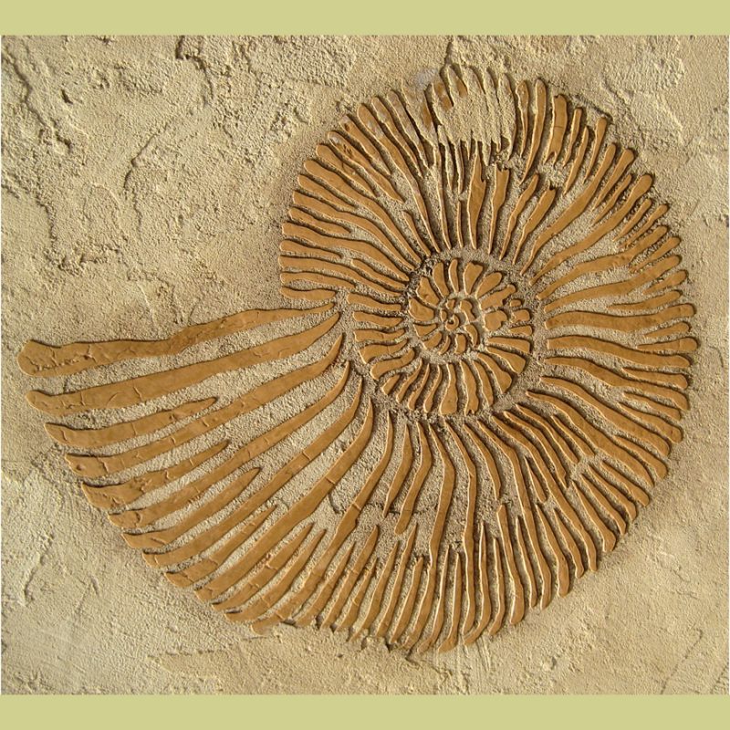 fossil stencil