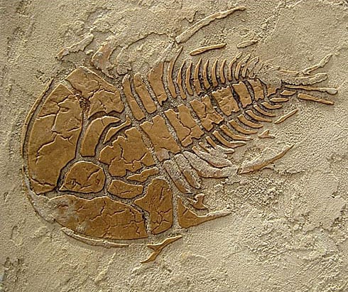 fossil stencil