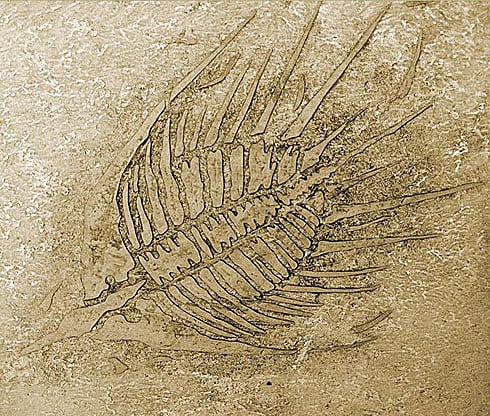 fossil stencil