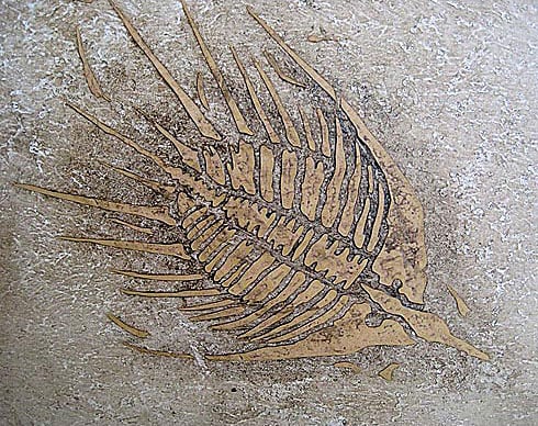 fossil stencil