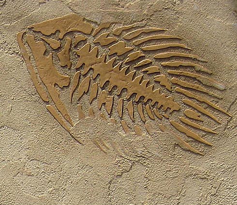 fossil stencil